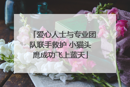 爱心人士与专业团队联手救护 小猫头鹰成功飞上蓝天