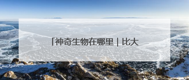 神奇生物在哪里｜比大熊猫更稀少！湖南新宁成功救护濒危鸟类海南鳽