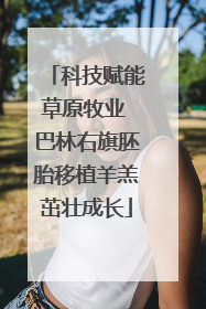 科技赋能草原牧业 巴林右旗胚胎移植羊羔茁壮成长