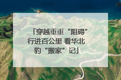 穿越重重“阻碍”行进百公里 看华北豹“搬家”记