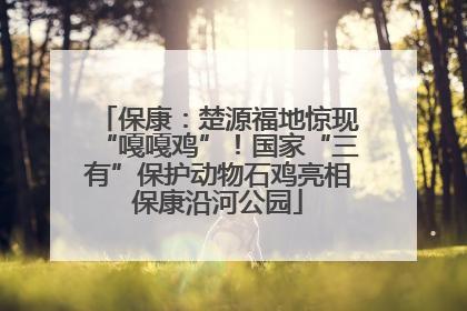 保康：楚源福地惊现“嘎嘎鸡”！国家“三有”保护动物石鸡亮相保康沿河公园