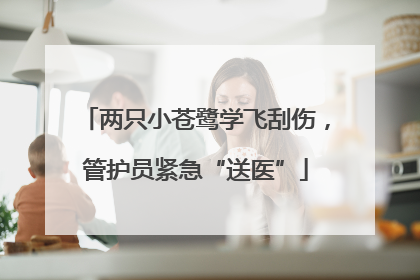 两只小苍鹭学飞刮伤，管护员紧急“送医”