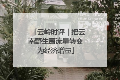 云岭时评｜把云南野生菌流量转变为经济增量