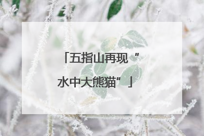 五指山再现“水中大熊猫”