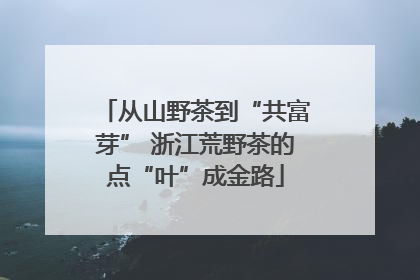 从山野茶到“共富芽” 浙江荒野茶的点“叶”成金路