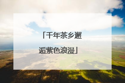 千年茶乡邂逅紫色浪漫
