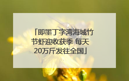 即墨丁字湾海域竹节虾迎收获季 每天20万斤发往全国