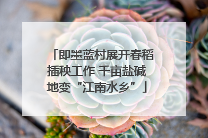 即墨蓝村展开春稻插秧工作 千亩盐碱地变“江南水乡”