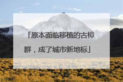 原本面临移植的古樟群，成了城市新地标