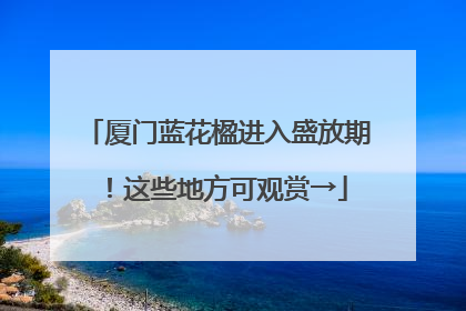 厦门蓝花楹进入盛放期！这些地方可观赏→