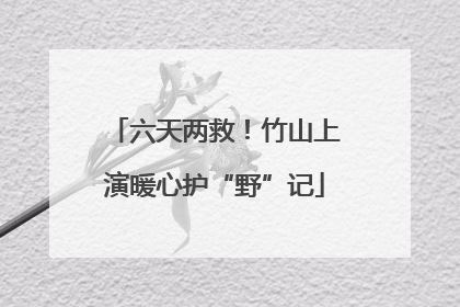 六天两救！竹山上演暖心护“野”记