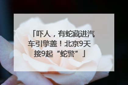 吓人，有蛇藏进汽车引擎盖！北京9天接9起“蛇警”