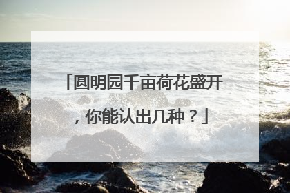 圆明园千亩荷花盛开，你能认出几种？