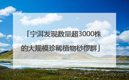 宁洱发现数量超3000株的大规模珍稀植物桫椤群
