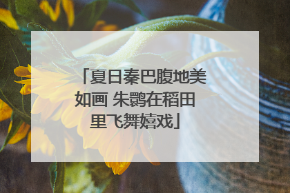 夏日秦巴腹地美如画 朱鹮在稻田里飞舞嬉戏