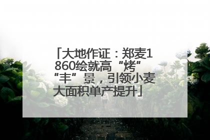 大地作证：郑麦1860绘就高“烤”“丰”景，引领小麦大面积单产提升