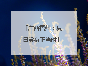 广西梧州：夏日赏荷正当时