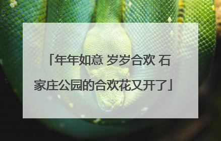 年年如意 岁岁合欢 石家庄公园的合欢花又开了