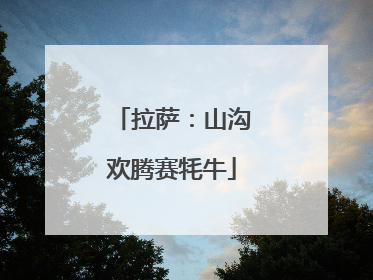 拉萨：山沟欢腾赛牦牛
