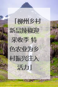 柳州乡村新品辣椒迎采收季 特色农业为乡村振兴注入活力