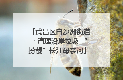 武昌区白沙洲街道：清理沿岸垃圾 “扮靓”长江母亲河