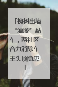 槐树出墙“滴胶”黏车，两社区合力消除车主头顶隐患