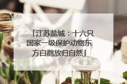 江苏盐城：十六只国家一级保护动物东方白鹳放归自然
