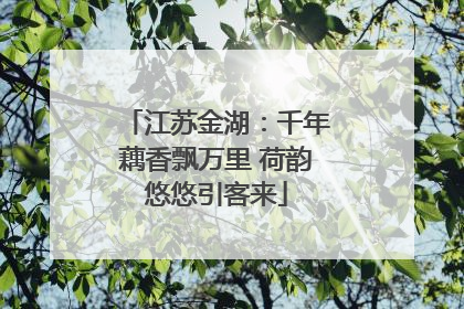 江苏金湖：千年藕香飘万里 荷韵悠悠引客来