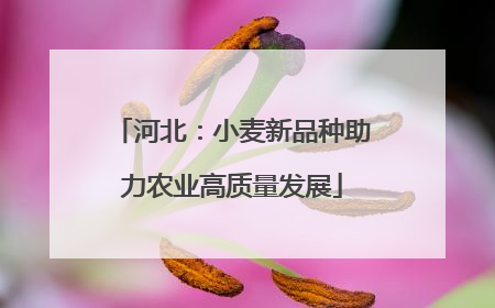 河北：小麦新品种助力农业高质量发展