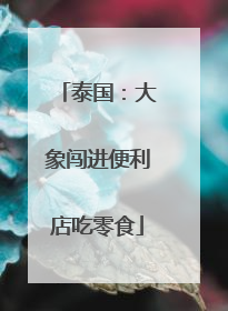 泰国：大象闯进便利店吃零食