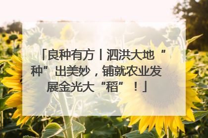 良种有方丨泗洪大地“种”出美妙，铺就农业发展金光大“稻”！