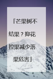 芒果树不结果？抑花控果减少落果危害