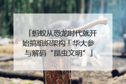蚂蚁从恐龙时代就开始搞组织架构！华大参与解码“昆虫文明”