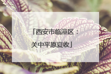 西安市临潼区：关中平原夏收