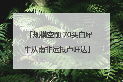 规模空前 70头白犀牛从南非运抵卢旺达