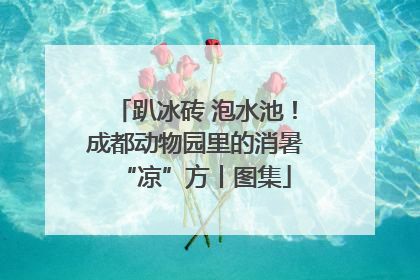 趴冰砖 泡水池！成都动物园里的消暑“凉”方丨图集