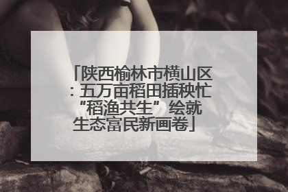陕西榆林市横山区：五万亩稻田插秧忙 “稻渔共生”绘就生态富民新画卷