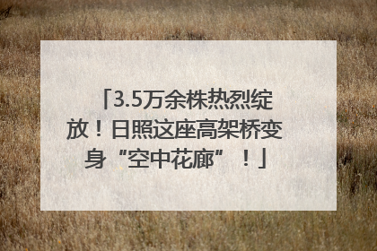 3.5万余株热烈绽放！日照这座高架桥变身“空中花廊”！